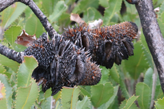 Banksia ornata