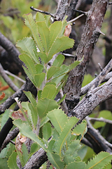 Banksia ornata