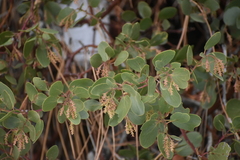 Arctostaphylos mewukka