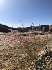 Melinis repens repens