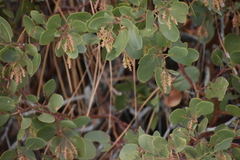 Arctostaphylos mewukka