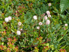 Bistorta officinalis