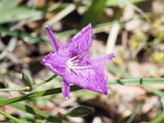 Thysanotus tuberosus