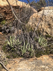 Dudleya edulis
