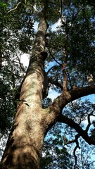 Lophostemon confertus