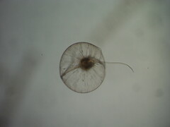 Noctiluca scintillans