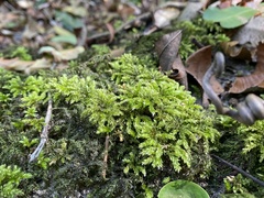 Hypnodendron