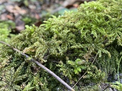 Hypnodendron
