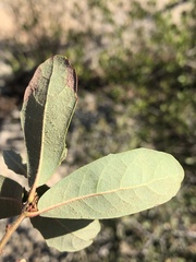 Quercus berberidifolia × engelmannii