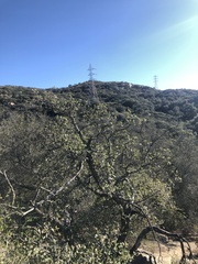 Quercus berberidifolia × engelmannii