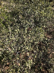 Quercus berberidifolia × engelmannii