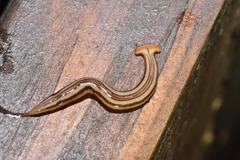 Geoplanoidea