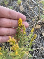Solidago velutina sparsiflora