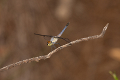 Brachydiplax denticauda