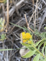 Solidago velutina sparsiflora