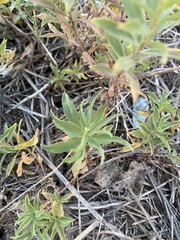 Solidago velutina sparsiflora