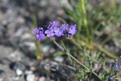 Glandularia venturii