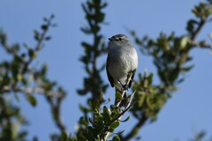 Serpophaga subcristata