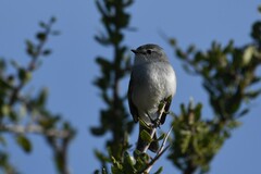 Serpophaga subcristata