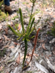 Epacris pulchella
