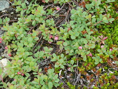 Vaccinium uliginosum