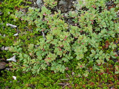 Vaccinium uliginosum