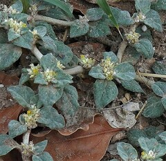 Gomphrena tomentosa