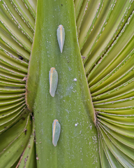 Ormenaria rufifascia