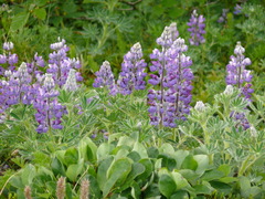 Lupinus nootkatensis