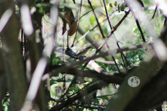 Empidonax occidentalis