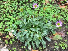 Erigeron glaucus