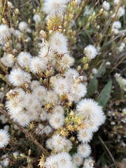 Symphyotrichum ciliatum