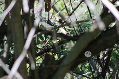 Empidonax occidentalis