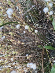 Symphyotrichum ciliatum