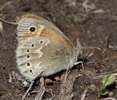Coenonympha california