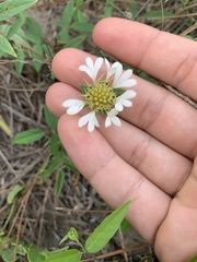 Gaillardia aestivalis winkleri