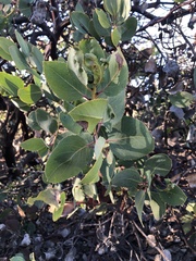 Arctostaphylos rainbowensis