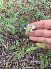 Gaillardia aestivalis winkleri