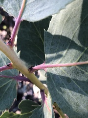 Arctostaphylos rainbowensis