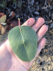 Arctostaphylos rainbowensis