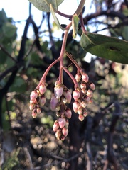 Arctostaphylos rainbowensis