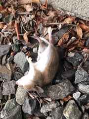 Peromyscus maniculatus