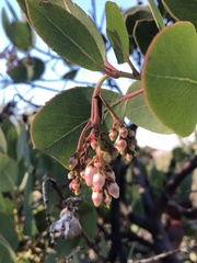 Arctostaphylos rainbowensis