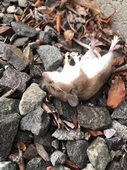 Peromyscus maniculatus