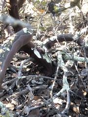 Arctostaphylos rainbowensis