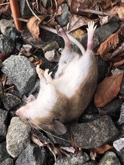 Peromyscus maniculatus