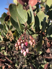 Arctostaphylos rainbowensis