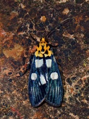 Vitessa teleroma