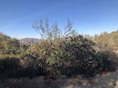 Arctostaphylos rainbowensis
