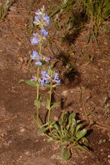 Penstemon rydbergii